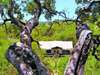 Serengeti Migration Camp - exterior